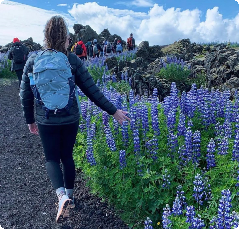 iceland-lupines-774x740-rounded